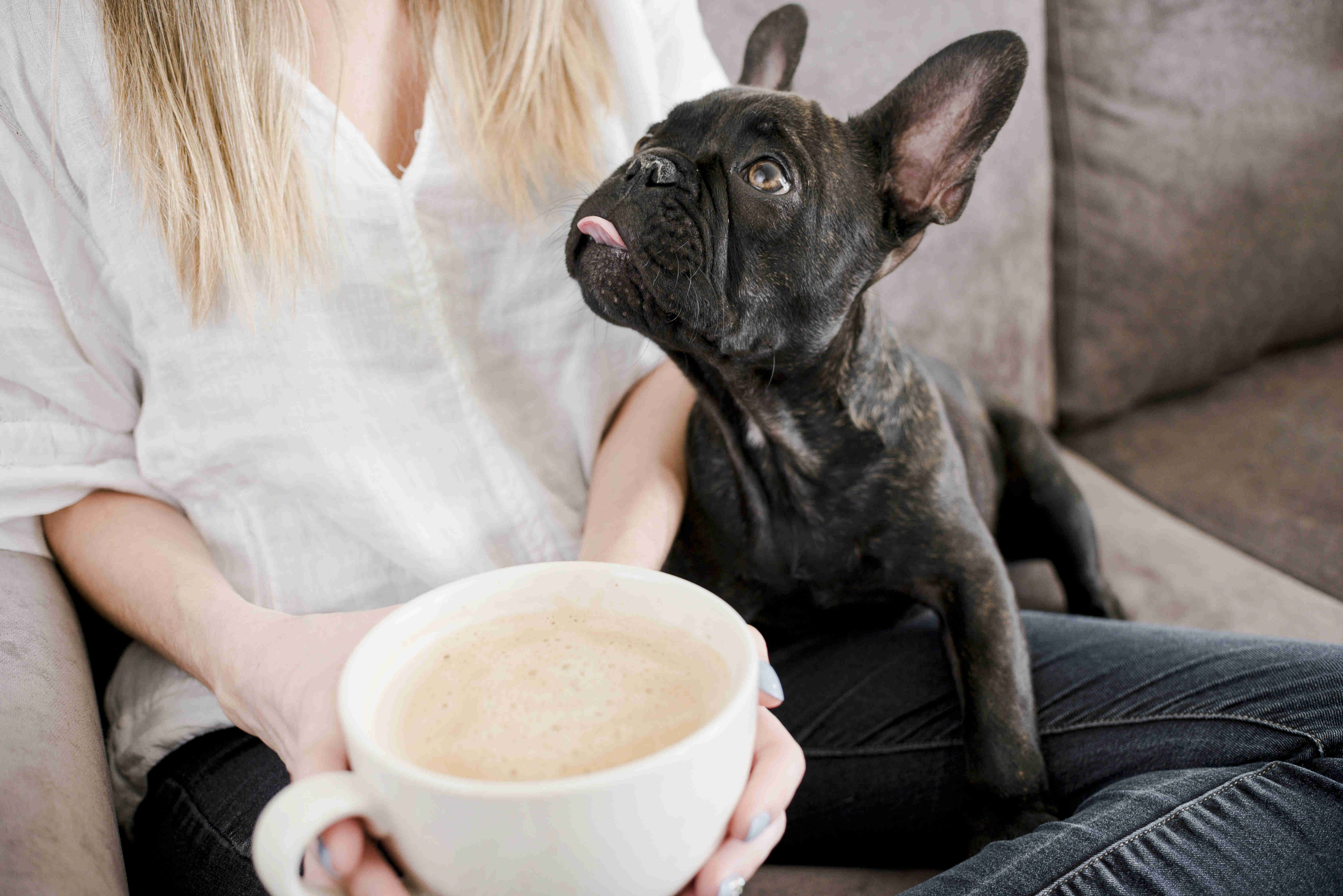 French Bulldog Puppy Training: The Best Age to Start